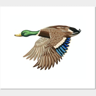 Mallard Duck Posters and Art